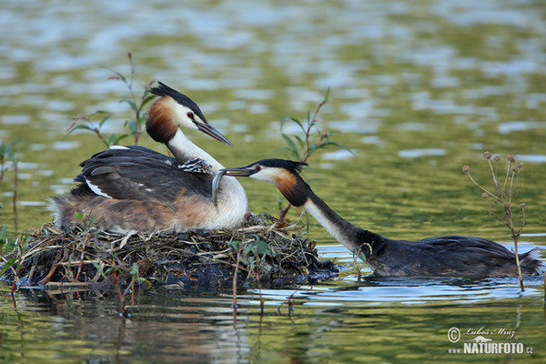 Great Crested Grebe (Podiceps cristatus)