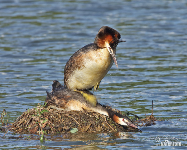 Great Crested Grebe (Podiceps cristatus)