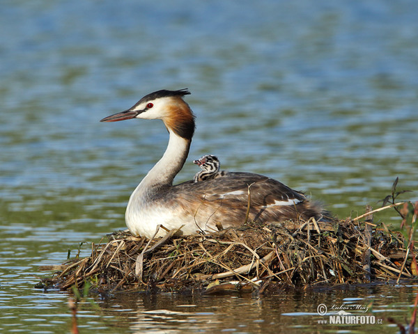 Great Crested Grebe (Podiceps cristatus)