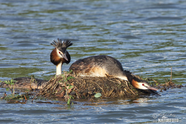 Great Crested Grebe (Podiceps cristatus)