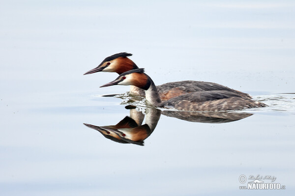 Great Crested Grebe (Podiceps cristatus)