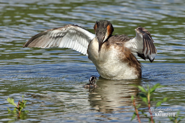 Great Crested Grebe (Podiceps cristatus)