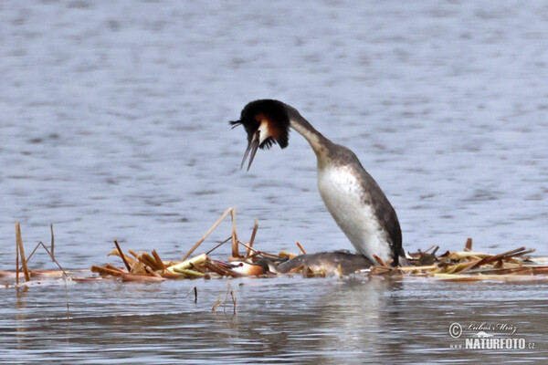 Great Crested Grebe (Podiceps cristatus)