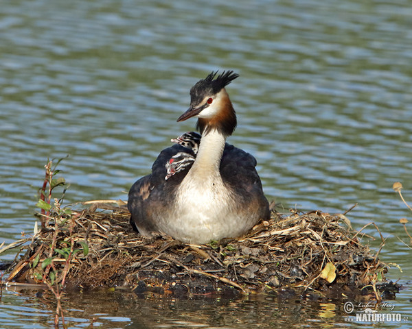 Great Crested Grebe (Podiceps cristatus)