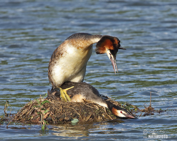 Great Crested Grebe (Podiceps cristatus)