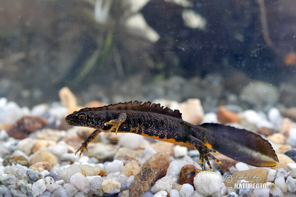 Great Crested Newt (Triturus cristatus)