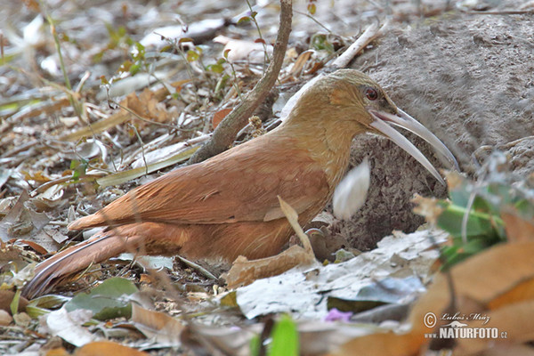 Great Fufous Woodcreeper (Xiphocolaptes major)