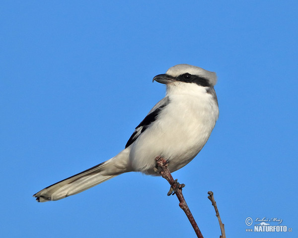 Great Grey Shrike (Lanius excubitor)