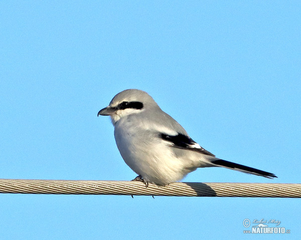 Great Grey Shrike (Lanius excubitor)