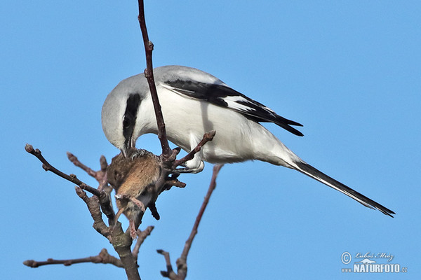 Great Grey Shrike (Lanius excubitor)