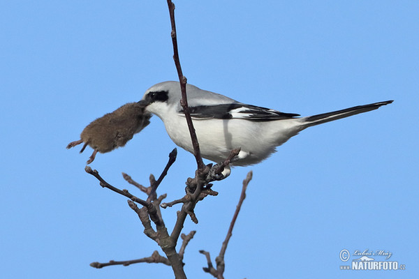 Great Grey Shrike (Lanius excubitor)