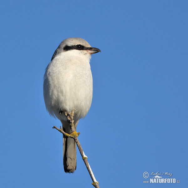 Great Grey Shrike (Lanius excubitor)