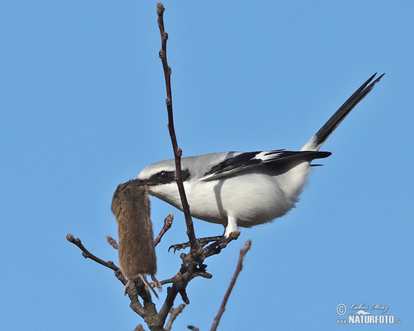 Great Grey Shrike (Lanius excubitor)