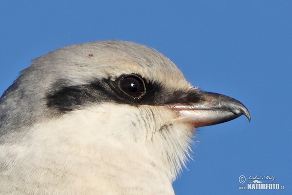 Great Grey Shrike (Lanius excubitor)