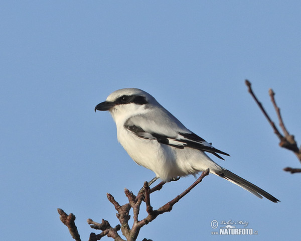 Great Grey Shrike (Lanius excubitor)