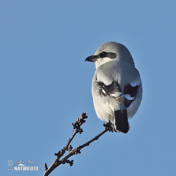 Great Grey Shrike (Lanius excubitor)