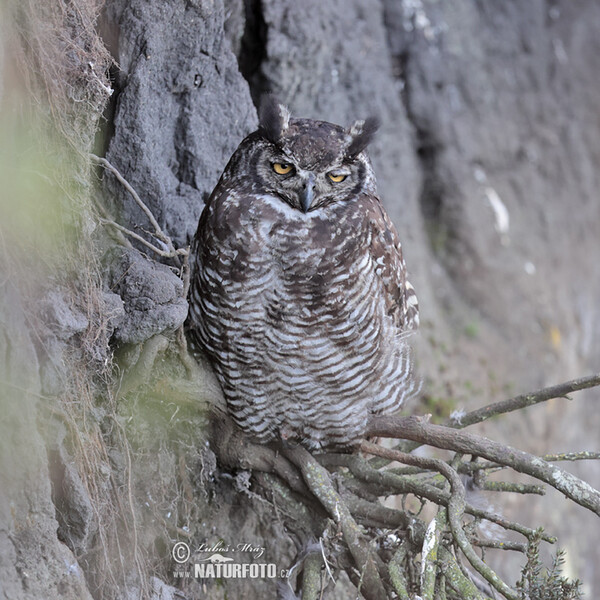 Great Horned Owl (Bubo virginianus)