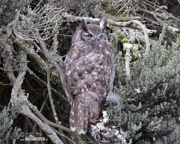 Great Horned Owl (Bubo virginianus)