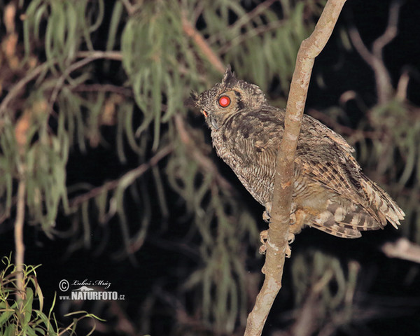 Great Horned Owl (Bubo virginianus)