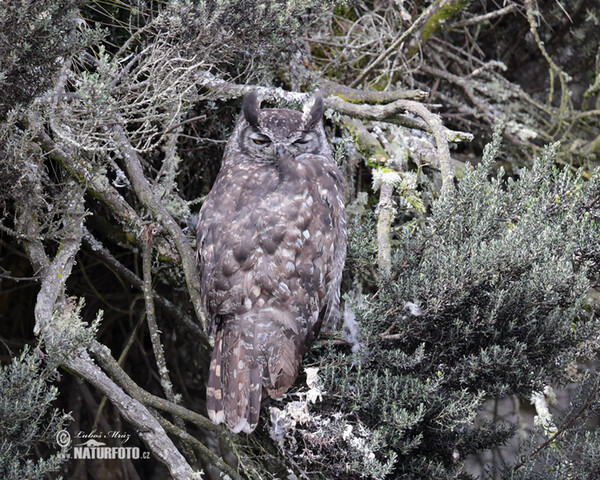 Great Horned Owl (Bubo virginianus)