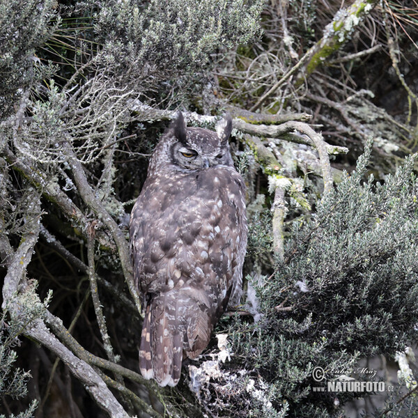 Great Horned Owl (Bubo virginianus)