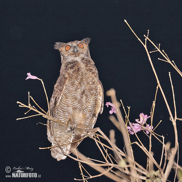 Great Horned Owl (Bubo virginianus)