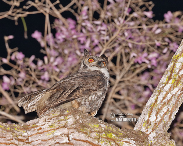 Great Horned Owl (Bubo virginianus)