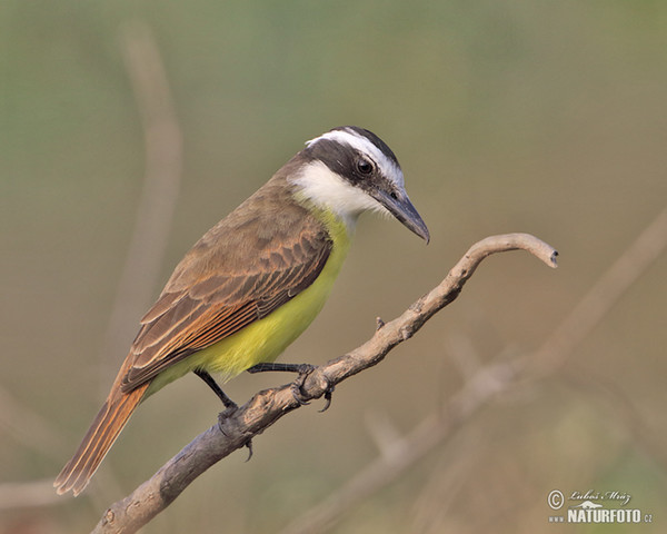 Great Kiskadee (Pitangus sulphuratus)