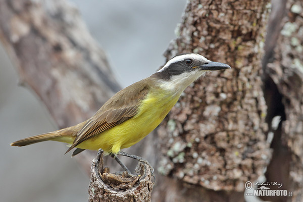 Great Kiskadee (Pitangus sulphuratus)