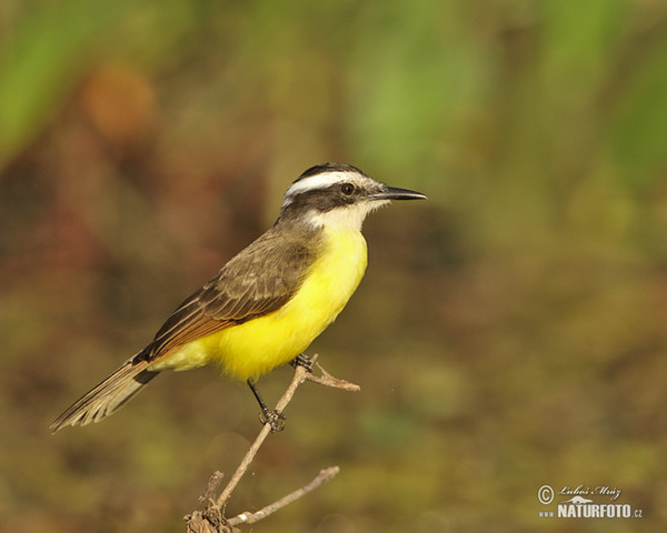 Great Kiskadee (Pitangus sulphuratus)