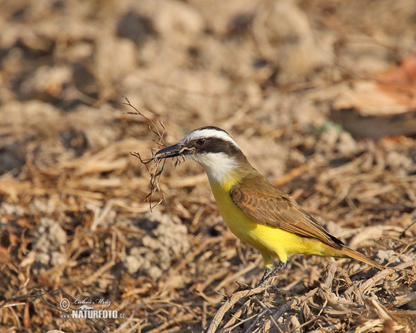 Great Kiskadee (Pitangus sulphuratus)