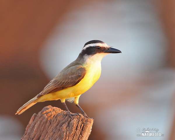 Great Kiskadee (Pitangus sulphuratus)