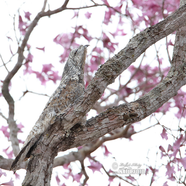 Great Potoo (Nyctibius grandis)