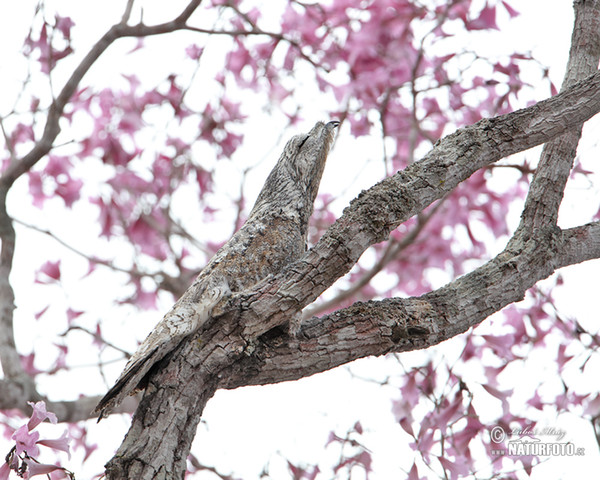 Great Potoo (Nyctibius grandis)