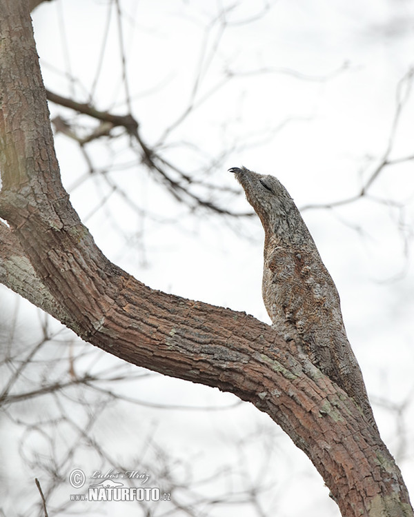 Great Potoo (Nyctibius grandis)