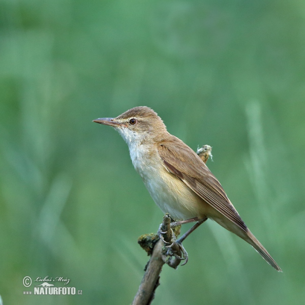 Great Reed Warbler (Acrocephalus arundinaceus)