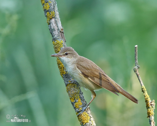 Great Reed Warbler (Acrocephalus arundinaceus)