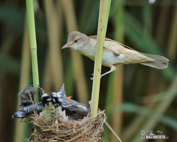 Great Reed Warbler and Cuckoo (Cuculus canorus)