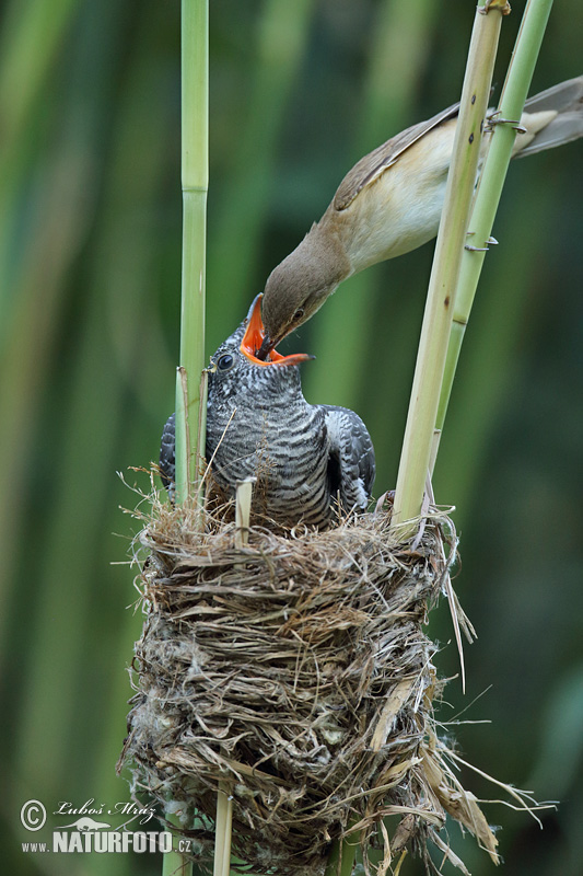 Great Reed Warbler and Cuckoo (Cuculus canorus)