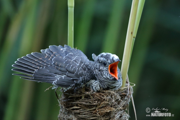 Great Reed Warbler and Cuckoo (Cuculus canorus)