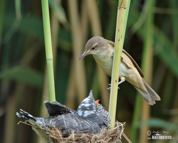 Great Reed Warbler and Cuckoo (Cuculus canorus)