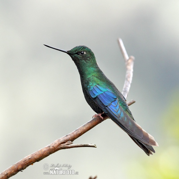 Great Sapphirewing (Pterophanes cyanopterus)