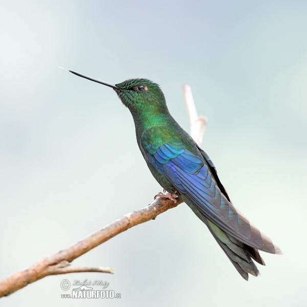 Great Sapphirewing (Pterophanes cyanopterus)