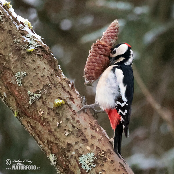 Great Spotted Woodpecker (Dendrocopos major)