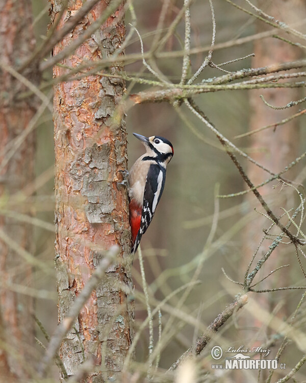 Great Spotted Woodpecker (Dendrocopos major)