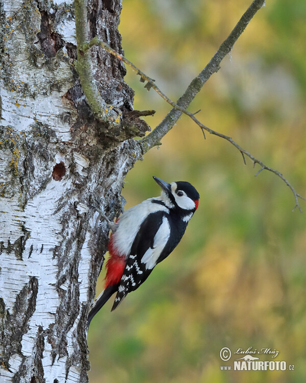 Great Spotted Woodpecker (Dendrocopos major)