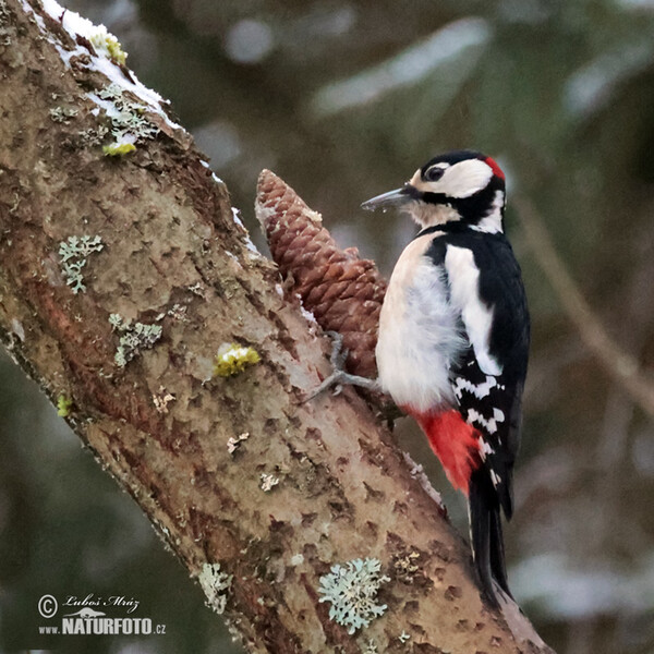 Great Spotted Woodpecker (Dendrocopos major)