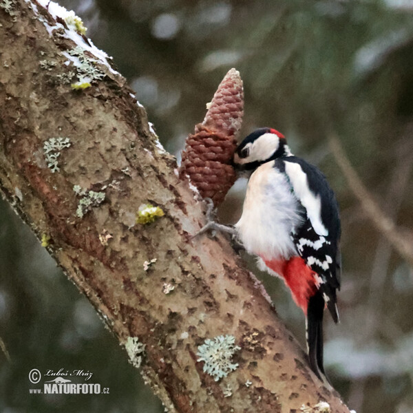 Great Spotted Woodpecker (Dendrocopos major)