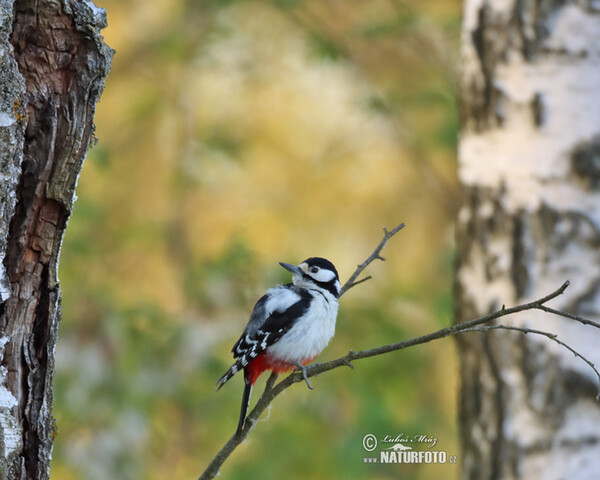 Great Spotted Woodpecker (Dendrocopos major)