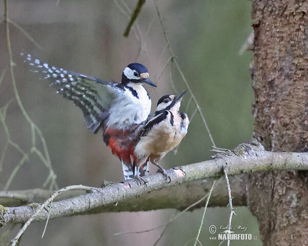 Great Spotted Woodpecker (Dendrocopos major)